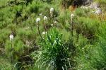 Asfodel (Asphodelus albus)