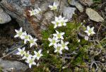 Mokrzyca, prawdopodobnie  (Minuartia recurva ?), to b. trudny do oznaczania rodzaj.