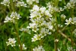 Skalnica (Saxifraga aquatica)