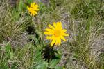 Arnika (Arnica montana)