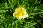 Sasanka alpejska Pulsatilla alpina, podgatunek żółty ssp. apiifolia