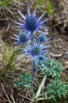Mikołajek pirenejski (Eryngium bourgatii)