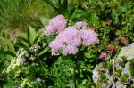 Rutewka orlikolistna (?) (Thalictrum aquilegifolium ?)
