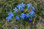 Goryczka wiosenna (Gentiana verna), ta i 2 poprzednie rośliny kwitły na wys. 2700 m.