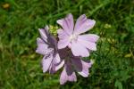 Ślaz (Malva sp.)