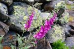 Naparstnica purpurowa (Digitalis purpurea)