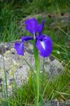 Kosaciec (Iris xiphioides)