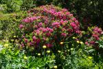 Wszystko kwitnie! Różanecznik Rhododendron ferrugineum i żółte kulki pełnika Trollius europaeus.