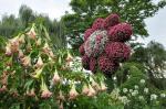 Mainau