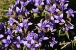 Goryczka (rodzaj Gentianella)