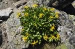 Starzec - Senecio glaberrimus