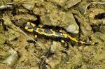 Salamandra