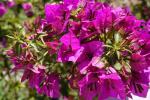 Boguainvillea