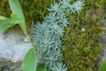 Endemiczna sziwerekia podolska (Schiverekia podolica).