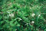 Przekwitający ciemiernik Helleborus purpurascens w Górach Bukowych