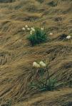 Śnieżyca wiosenna (Leucojum vernum) na połoninie (RŁ)