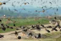 Birds Birds