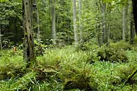Bialowieza