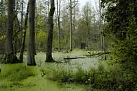 Bialowieza