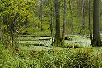 Bialowieza