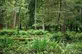 Bialowieza