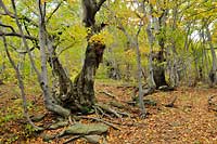 Bieszczady