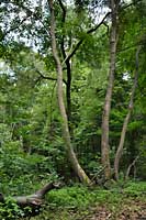 Bukowa forest